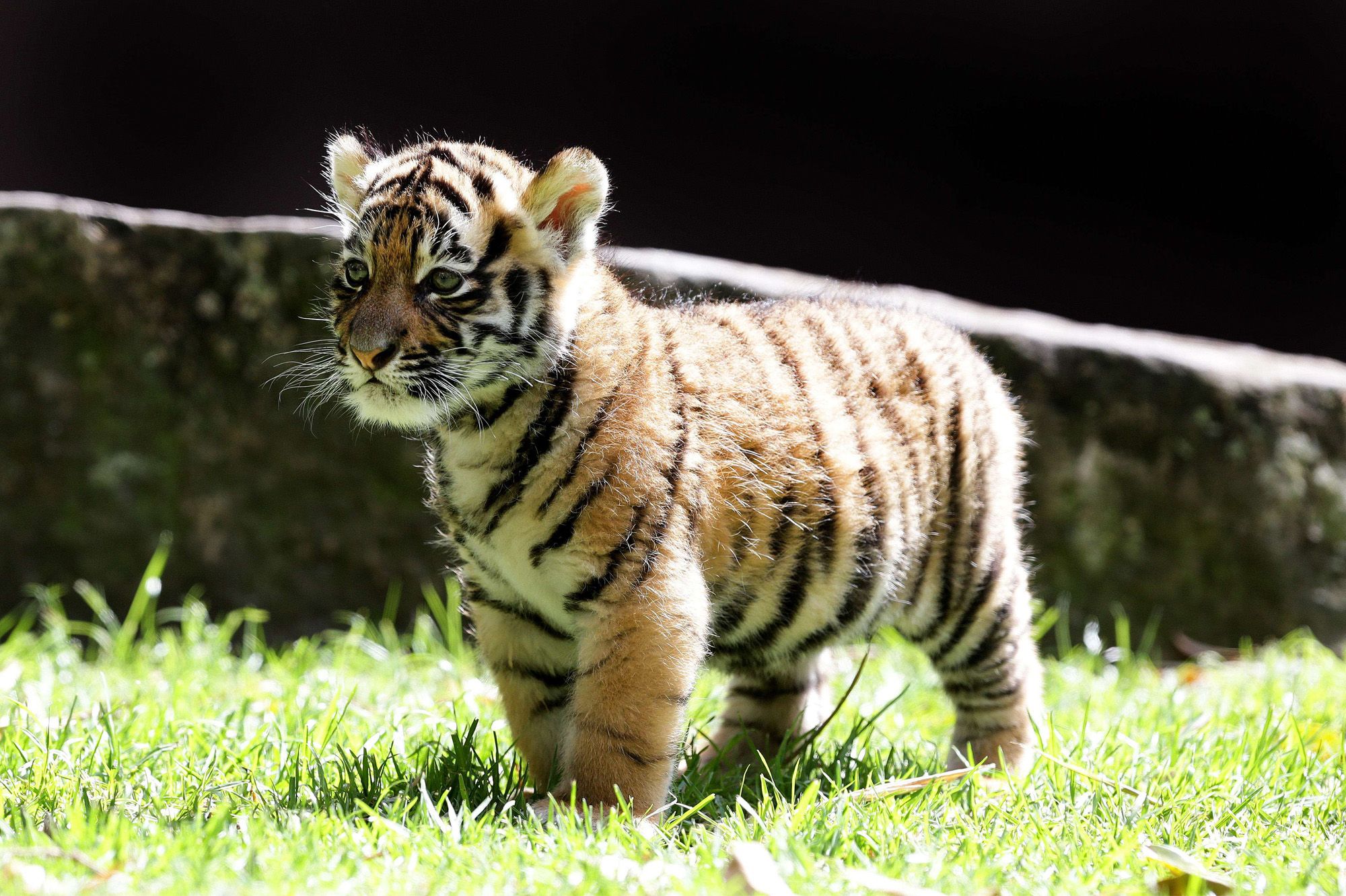Petit Tigre — créatrice MYM / OnlyFans